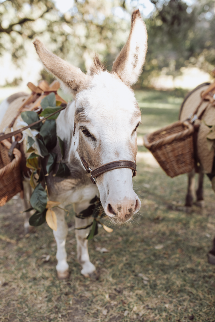 Gillian Menzie fotografía burros